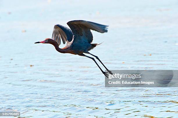 Nobody, Florida, Sanibel Island, Ding Darling National Wildlife Refuge, Reddish Egret Flying over Water.