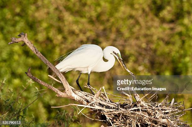 Florida, Venice, Audubon Sanctuary, Common Egret Perched in Rookery Building Nest.