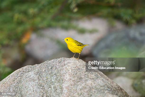 Minnesota, Mendota Heights, Yellow Warbler perched on Rock.