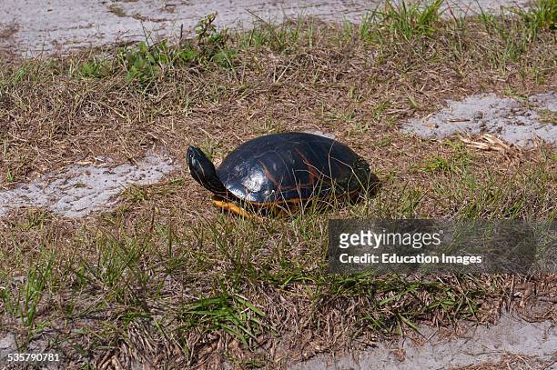 Florida, Immokalee, Red-bellied Cooter.