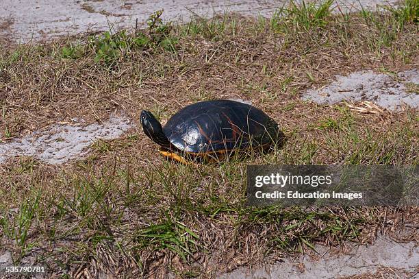 Florida, Immokalee, Red-bellied Cooter.