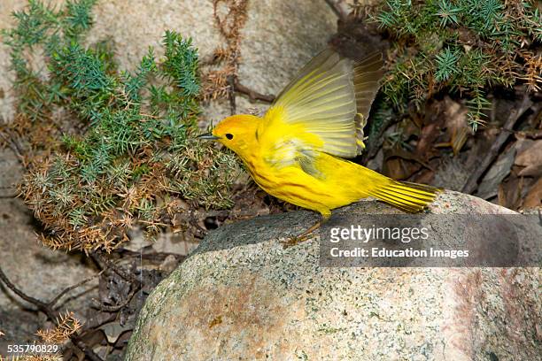 Minnesota, Mendota Heights, Yellow Warbler perched on Rock Taking-off.