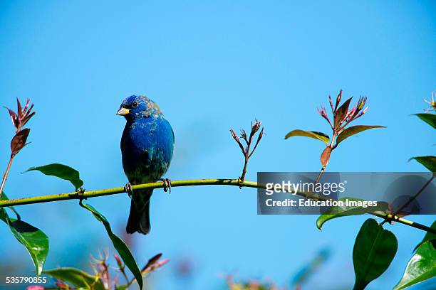 Florida, Immokalee, Indigo Bunting perched on a branch.