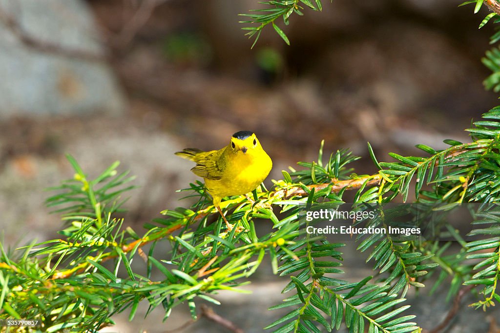 Minnesota, Mendota Heights, Wilsons Warbler perched on a branch