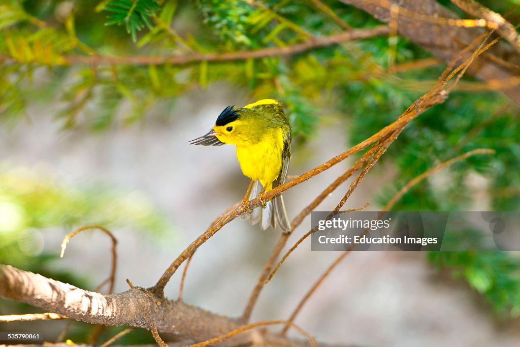 Minnesota, Mendota Heights, Wilsons Warbler perched on a branch preening