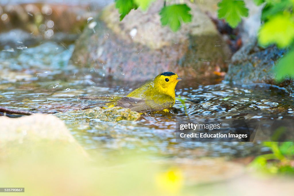 Minnesota, Mendota Heights, Wilsons Warbler, bathing