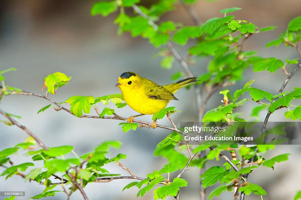 Minnesota, Mendota Heights, Wilsons Warbler perched on a branch