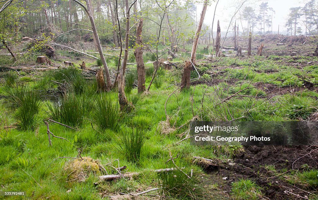 Marshy land newly deforested in Tunstall Forest, near Sudbourne, Suffolk, England