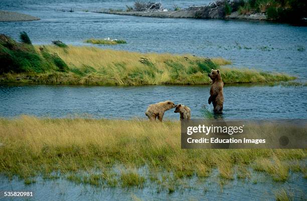 Young Brown Bears, Ursus arctos horribilis, playing and wrestling, for small young bears the whole world is a game. Mama Bear is always in close by...