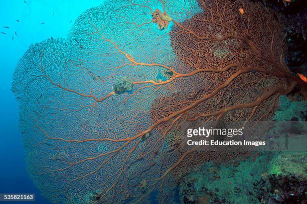 Gorgonian Sea fan at the drop off, this large gorgonian is more than two meters wide. It stands on a vertical wall at an Riffueberhang and offers...