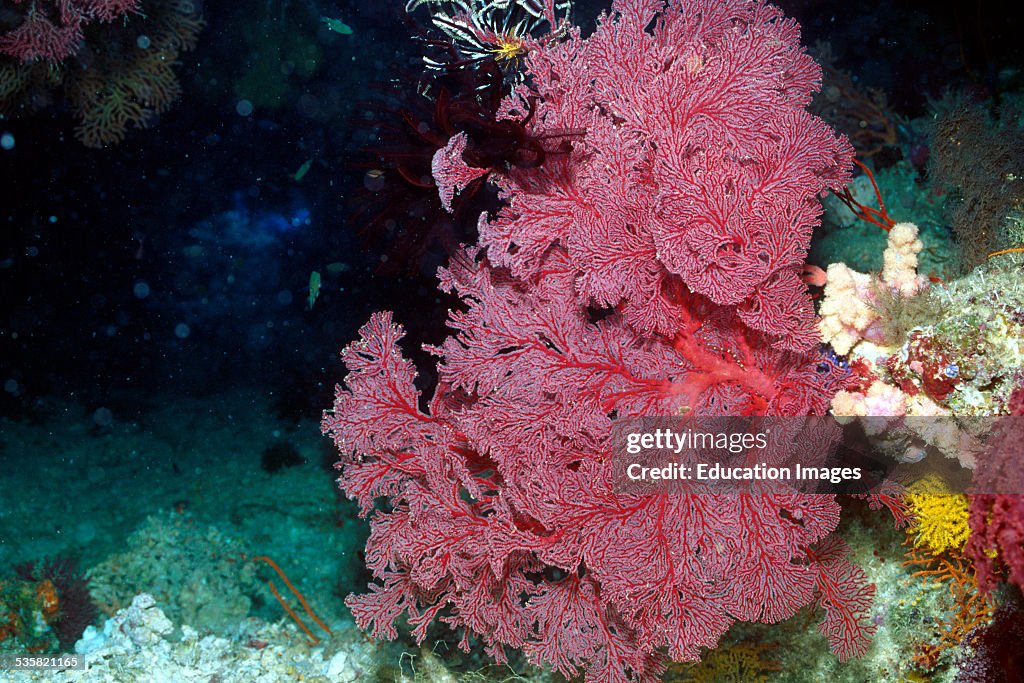 Sea fan, Gorgonacea gorgonian, Fiji