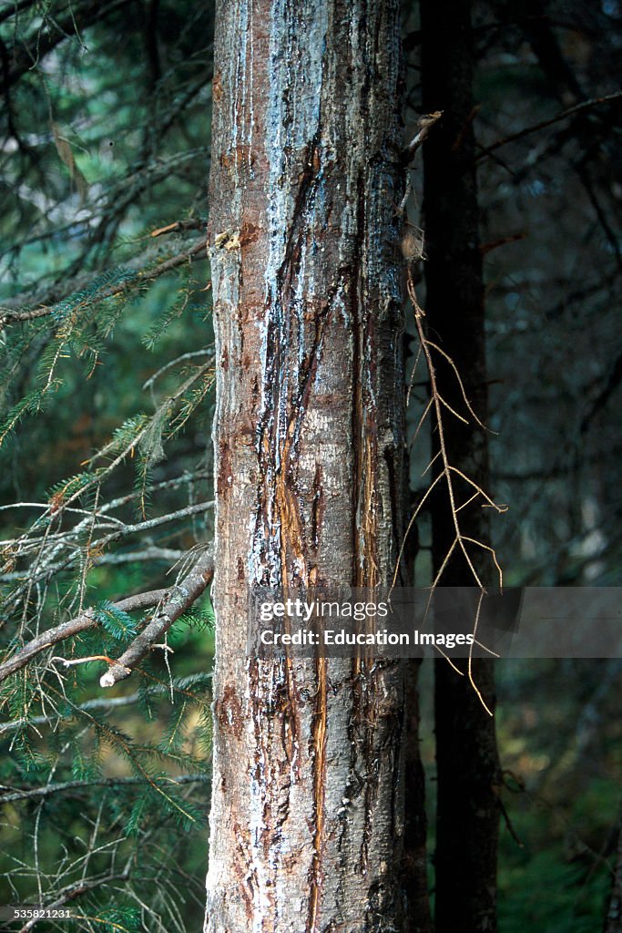 Pine Tree with bear claw marks, Alaska