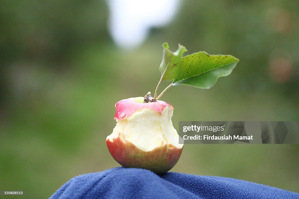 Many bites on an apple