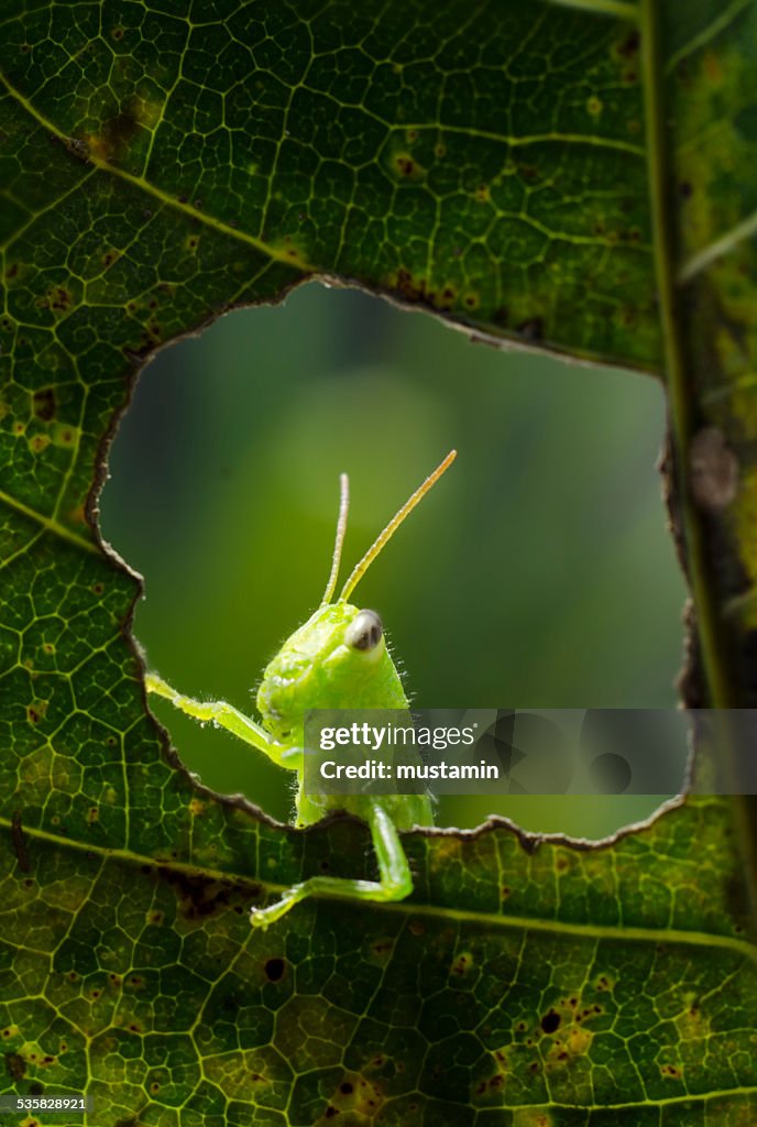 Indonesia, Gorontalo, Grasshopper on leaf