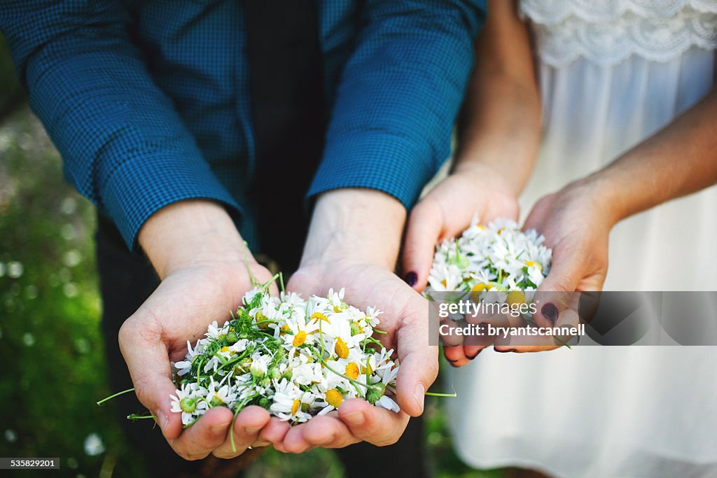 USA, Minnesota, Hennepin County, Minneapolis, Close-up view of hands of young couple, each holding handful of chamomile flowers