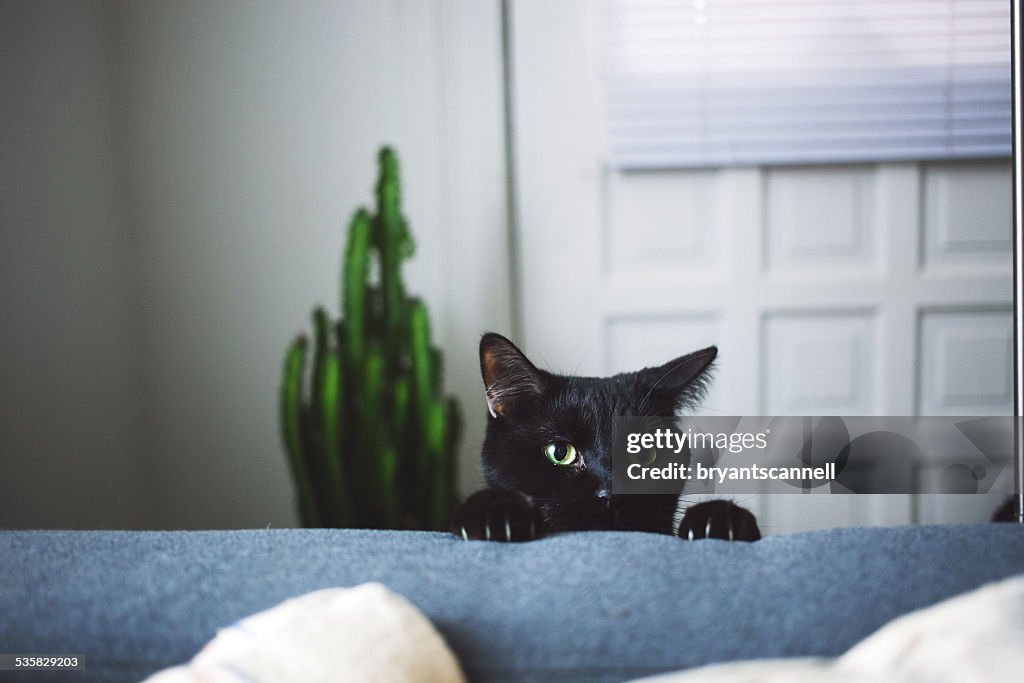 Black cat in living room peeking over arm rest of sofa