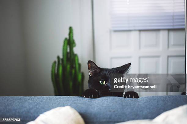 black cat in living room peeking over arm rest of sofa - black cat stock pictures, royalty-free photos & images
