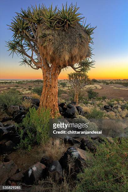 namibia, keetmaanshoop, sociable weaver bird nest on quiver tree - quiver tree stock pictures, royalty-free photos & images