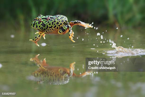 Frog Rushing Frog Jumping Water Photos and Premium High Res Pictures - Getty Images