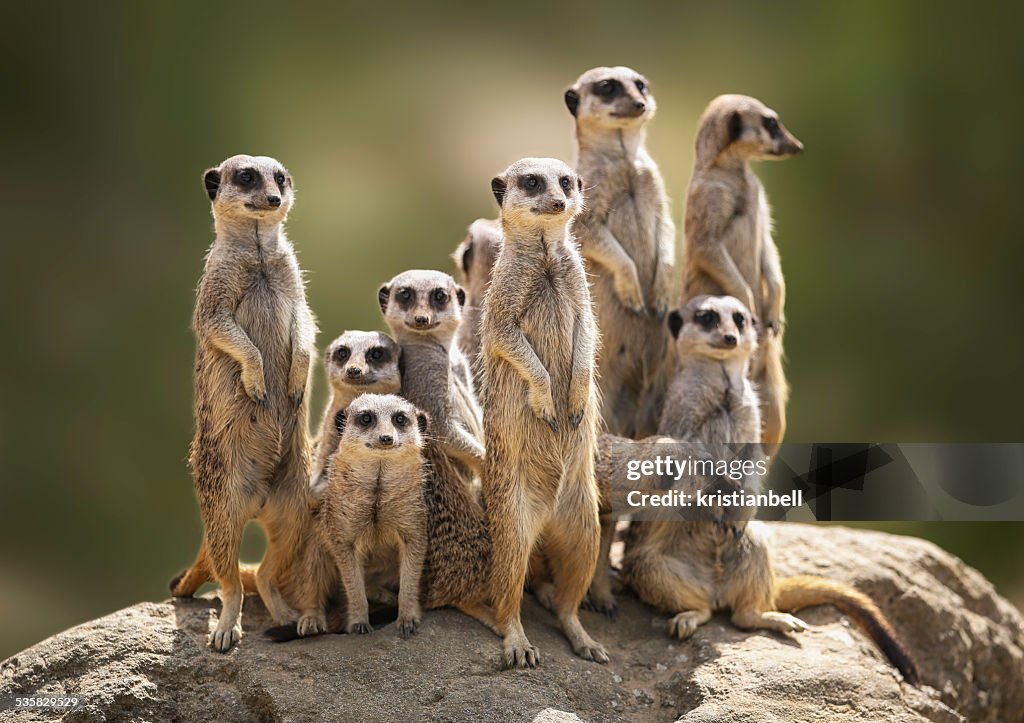 Meerkat family on lookout