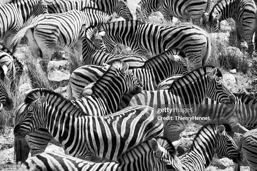 Namibia, Oshikoto Region, Omuthiya, Etosha-Pfanne, Zebras on prairie