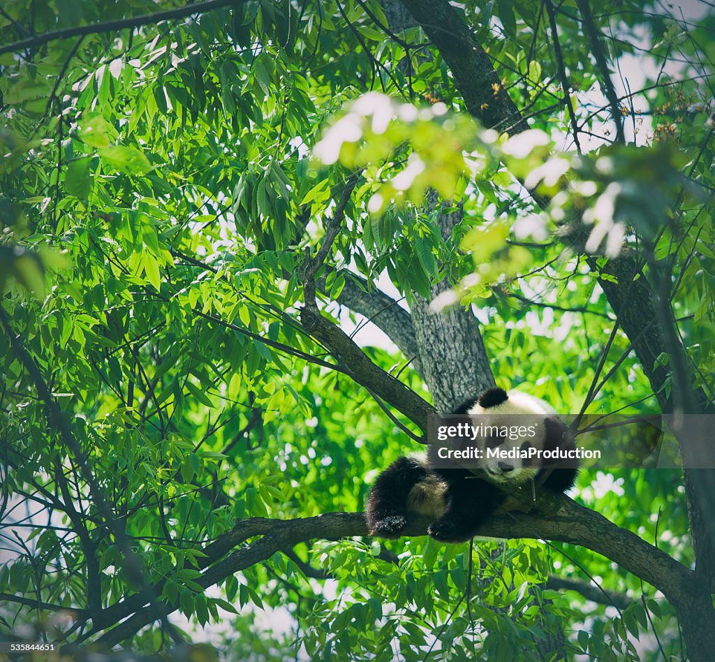 Baby panda auf einem Baum