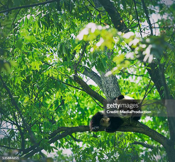 baby panda resting on a tree - chengdu stock pictures, royalty-free photos & images