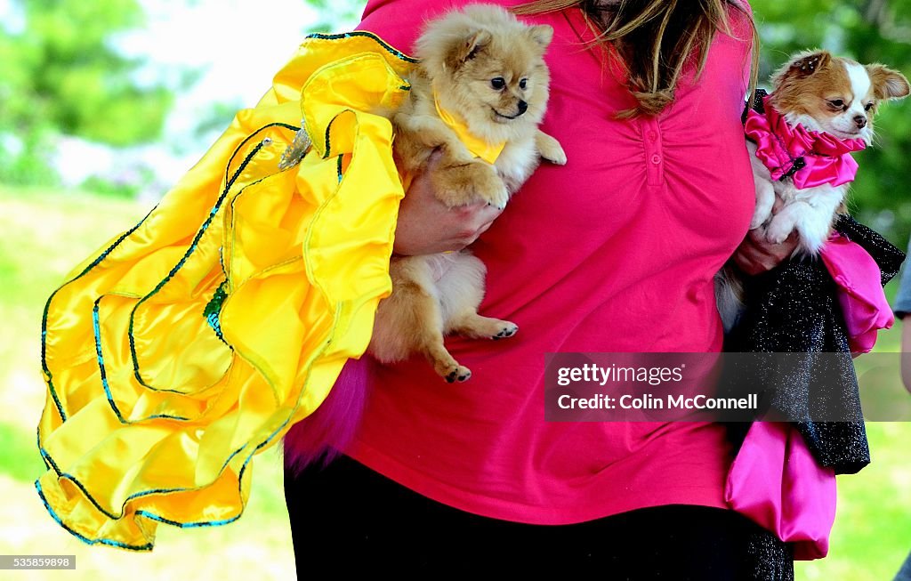 Woofstock, the annual celebration of all things dog related