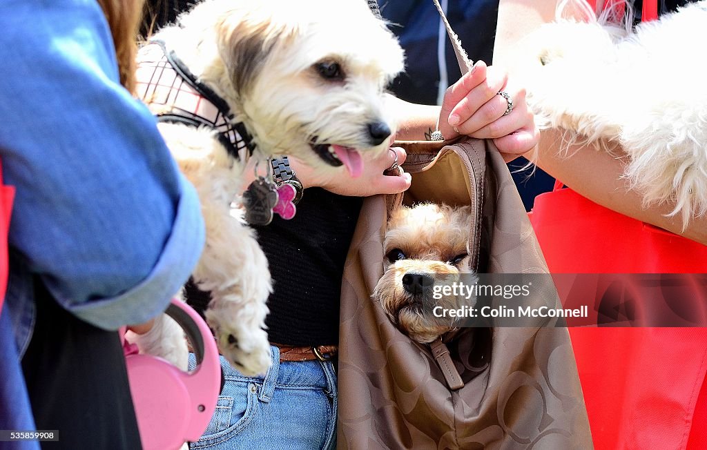 Woofstock, the annual celebration of all things dog related