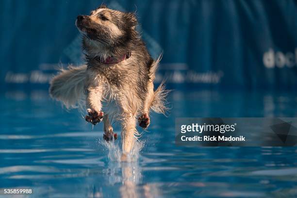 Image, owned by Morgan Jarvis, of Bowmanville, seems to be running on top of the water as the dog splashes into the pool during the height jump...