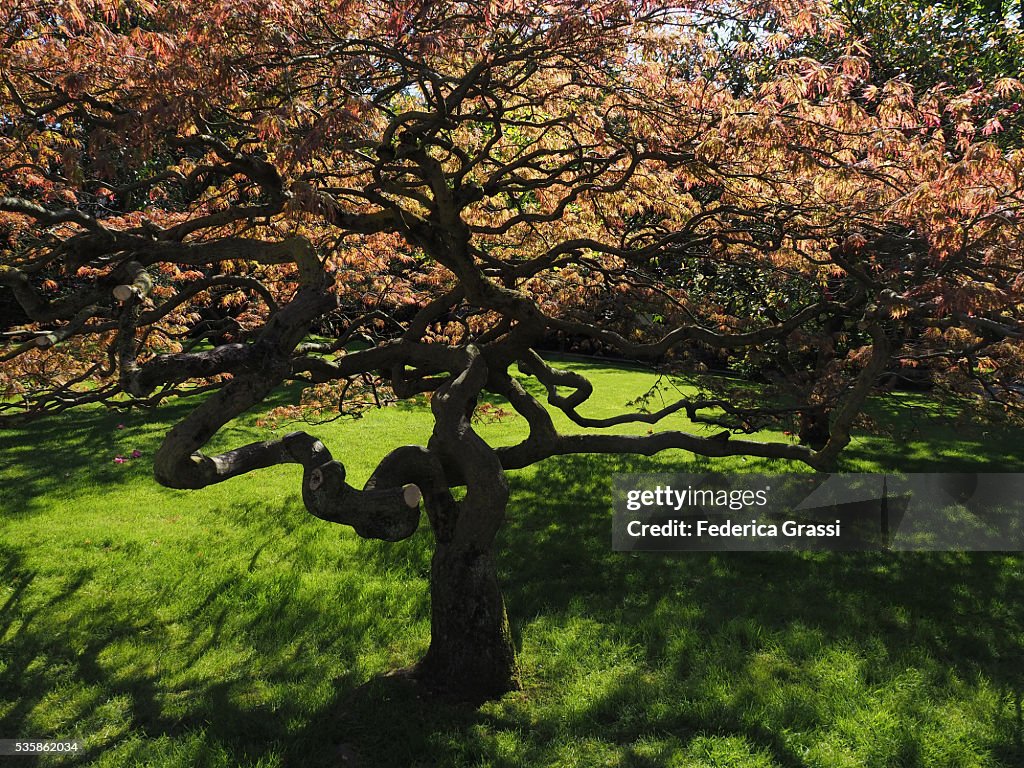 Young Maple Tree With Lush Red Foliage