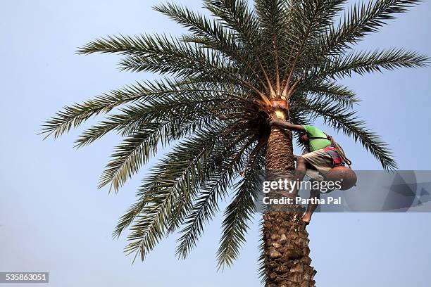 man fixes clay pot at date pal tree for juice - date palm tree stock pictures, royalty-free photos & images