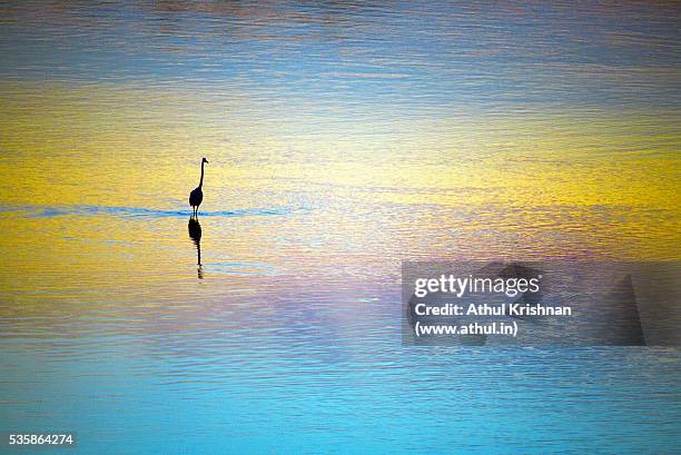 stork on water at sunrise - sea water bird fotografías e imágenes de stock