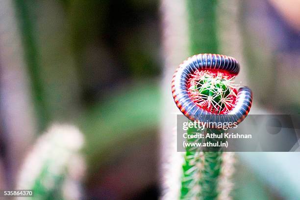 millipede entwined around a cactus - myriapoda stock pictures, royalty-free photos & images