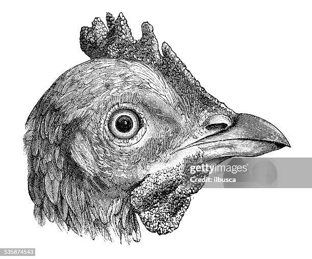 ilustrações de stock, clip art, desenhos animados e ícones de antigo científica médica de ilustração: cabeça de galinha - rooster print