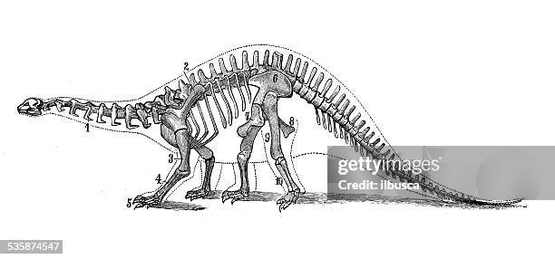 stockillustraties, clipart, cartoons en iconen met antique medical scientific illustration: brontosaurus skeleton - sauropoda