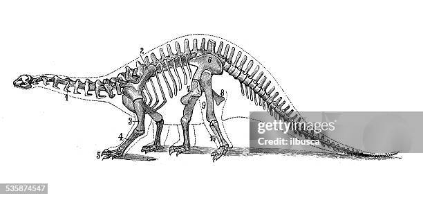 antique medical scientific illustration: brontosaurus skeleton - fish bone diagram stock illustrations