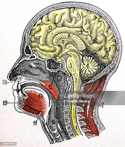 antique medical scientific illustration high-resolution: head section - human brain diagram stock illustrations