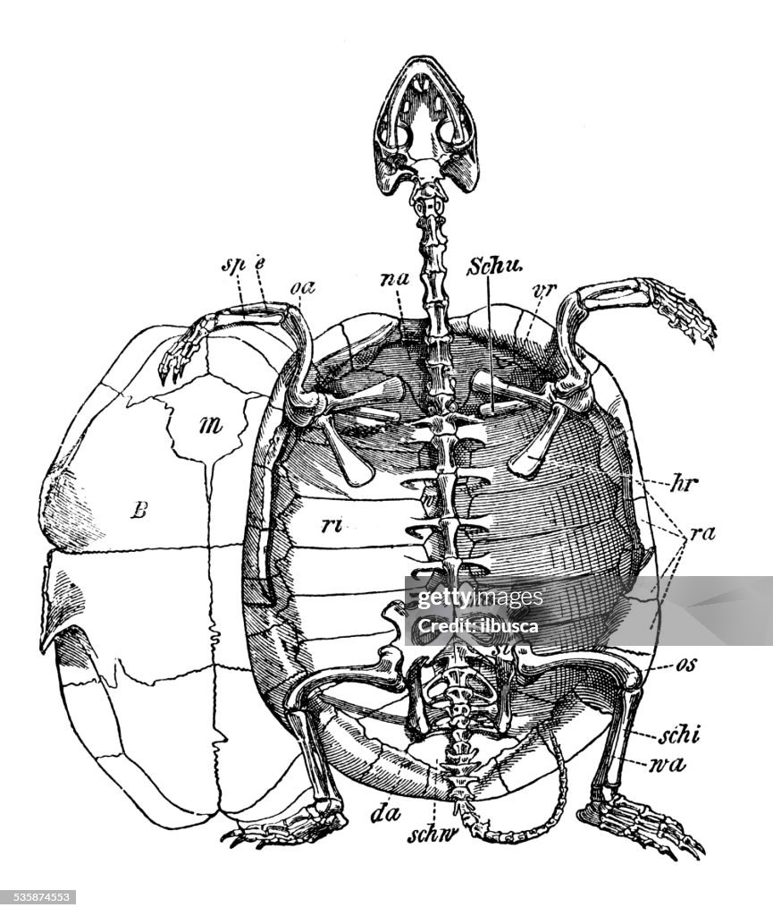 Antique medical scientific illustration: turtle skeleton