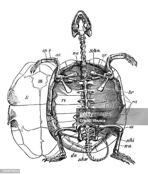 antique medical scientific illustration: turtle skeleton - turtle stock illustrations stock illustrations