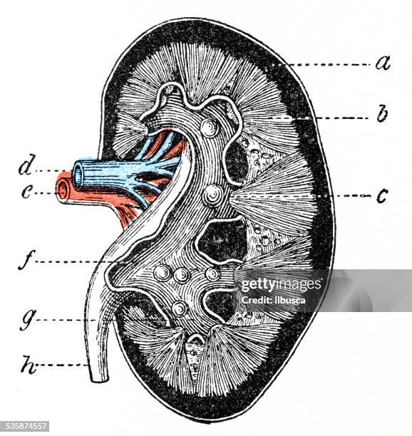 Kidney Section 359 Human Kidney Cross Section High Res Illustrations - Getty Images