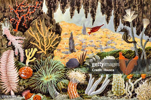 antique illustration of sea animals - sea horse stock illustrations