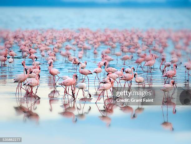 flamingoes - lake nakuru stock pictures, royalty-free photos & images