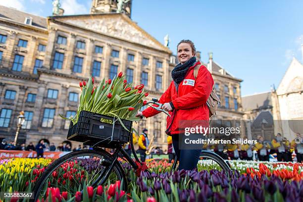 girl with bicycle in tulip field - dambasket stockfoto's en -beelden