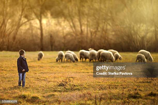 little boy shepherd watching over the sheep - rancher photos et images de collection