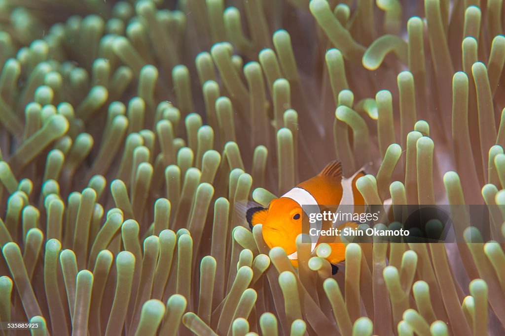 An anemone fish is very cute