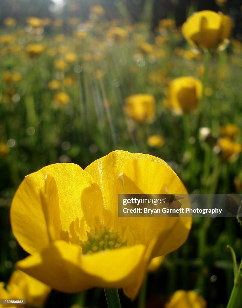 Sunlite Buttercup