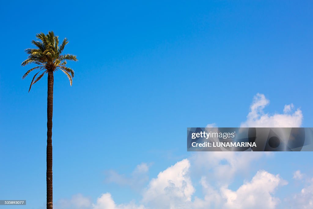 Palm tree Washingtonia California style on blue sky
