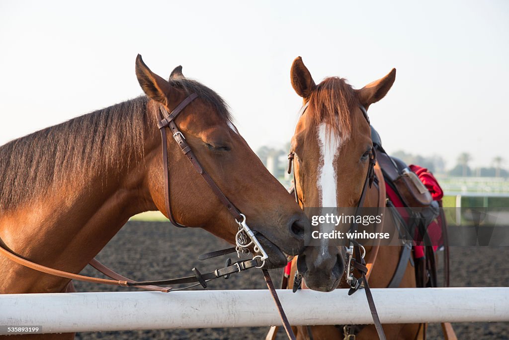 Two Horses Kissing