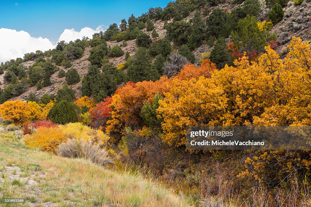 Utah. Vegetation along State Highway 24 between Salina and Loa